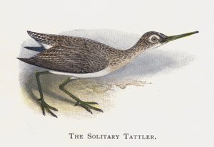 Le Chevalier Solitaire