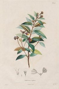 Voyage aux Régions équinoxiales du nouveau continent, fait dans les années 1709 à 1804: Monographie des mélastomacées: No. 15 - Alexander, Freiherr von Humboldt