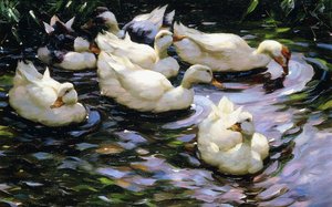 Canards nageant dans un lac ensoleillé - Alexander Koester