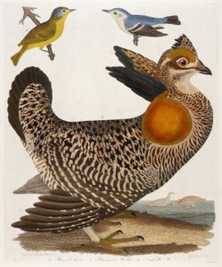 1. Grous pennés. 2. Fauvette bleu-vert. 3. Nashville W., tiré du livre American Ornithology.