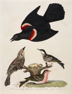 1. Étourneau à ailes rouges. 2. Femelle. 3. Fauvette à tête noire. 4. Sizerin flammé