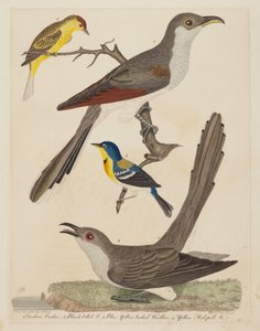 Coulicou de Caroline, Coulicou à bec noir, Paruline bleue à dos jaune, et Jaune..., pub. 1808-1814 - Alexander Lawson