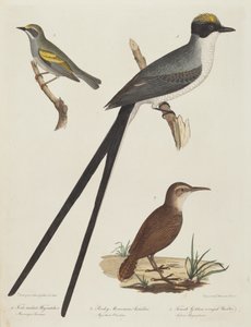 Tyran des savanes, fourmilier des montagnes Rocheuses et paruline à ailes dorées femelle - Alexander Lawson