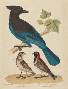 Geai de Stellar, Bruant des neiges et femelle - Alexander Lawson