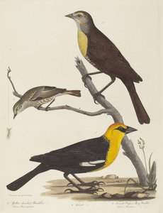 Carouge à tête jaune, Merle femelle et Paruline de Cape May femelle - Alexander Lawson