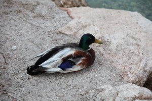 le canard - Alexandra Joseph