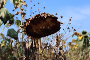 le dernier tournesol