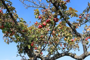 fruits rouges - Alexandra Joseph