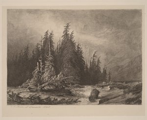 Pins de montagne - Alexandre Calame