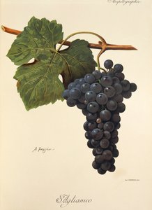 Aglianico - Alexis Kreyder