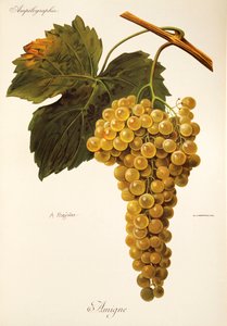 Raisin Amigne par A. Kreyder - Alexis Kreyder