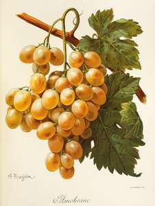 Raisin Amokrane - Alexis Kreyder