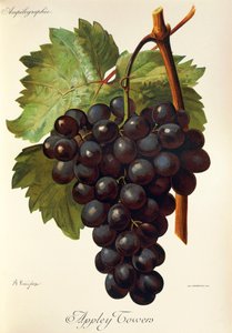 Raisin Appley Towers. Illustration par A. Kreyder, Pessione, de Traité Général de Viticulture. Ampélographie - Alexis Kreyder