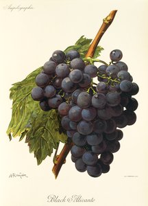 Black Alicante - Alexis Kreyder