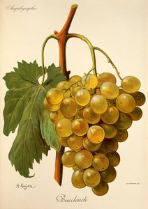 Raisin Buccleuch par A. Kreyder - Alexis Kreyder