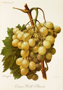 Cannon Hall Muscat