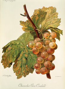 Chasselas Gros Coulard - Alexis Kreyder