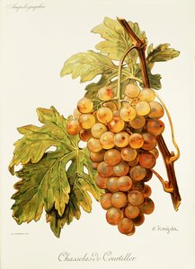 Chasselas de Courtiller