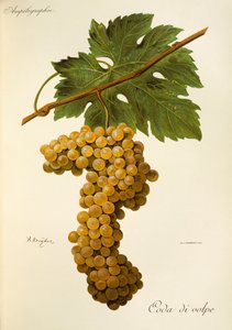 Raisin Coda di Volpe par A. Kreyder - Alexis Kreyder