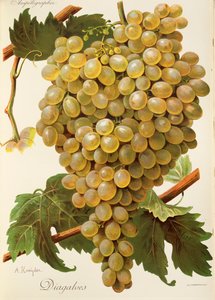 Raisin Diagalves par A. Kreyder - Alexis Kreyder