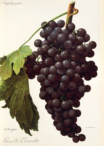 Raisin Gros de Coveretto