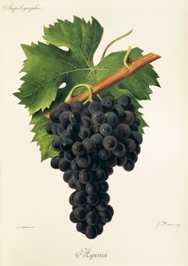 Raisin Inzolia - Alexis Kreyder