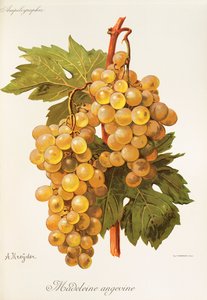 Raisin Madeleine Angevine - Alexis Kreyder