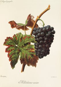 Raisin Madeleine Noire - Alexis Kreyder
