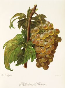 Raisin Madeleine Salomon - Alexis Kreyder