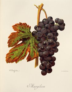 Margilien - Alexis Kreyder