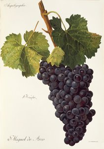 Raisin Miguel de Arco par A. Kreyder - Alexis Kreyder