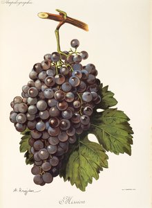 Raisin Mission - Alexis Kreyder