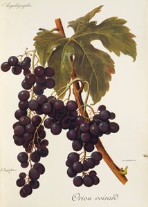 Raisin Oriou Voirard - Alexis Kreyder
