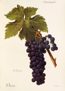 Raisin Oriou par A. Kreyder