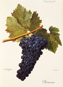 Raisin Perricone - Alexis Kreyder