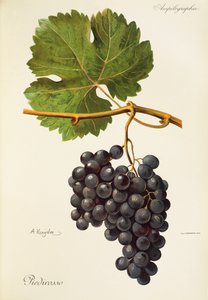 Raisin Piedirosso par A. Kreyder - Alexis Kreyder