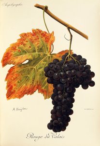 Rouge du Valais