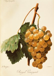 Royal Vineyard