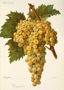 Raisin Timpurie par A. Kreyder