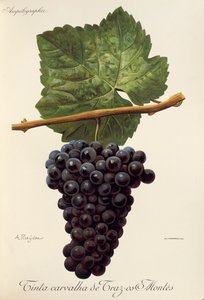Raisin Tinta Carvalha de Traz-os-Montes - Alexis Kreyder