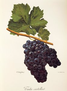 Raisin Tinta Castellao par A. Kreyder - Alexis Kreyder