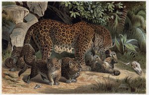 Panthère et ses petits - Panthera, de « La vie des animaux de Brehm » (gravure)