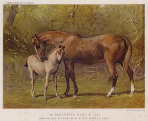 Jument pur-sang et poulain