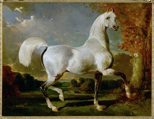 Etalon Arabe - Pur-sang arabe ... - Alfred Dedreux or de Dreux