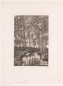 Grands arbres au bord de l