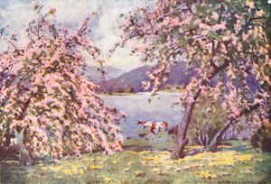 District des Lacs : Esthwaite Water, fleurs de pommier
