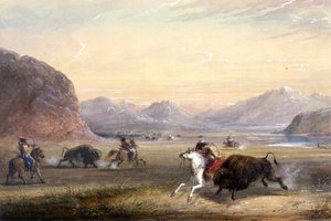 Chasse au bison, près d