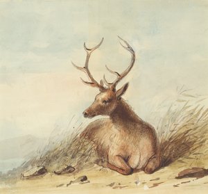 Élan, Montagnes Rocheuses, vers 1837 - Alfred Jacob Miller