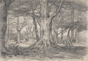 Paysage forestier près de Boldrewood