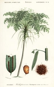 Fougère arborescente, espèce Cyathea, 1849 (gravure)